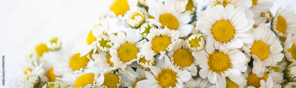 Obraz premium Closeup of white Daisy flower on white background with copy space using as background natural flora, ecology cover page concept.