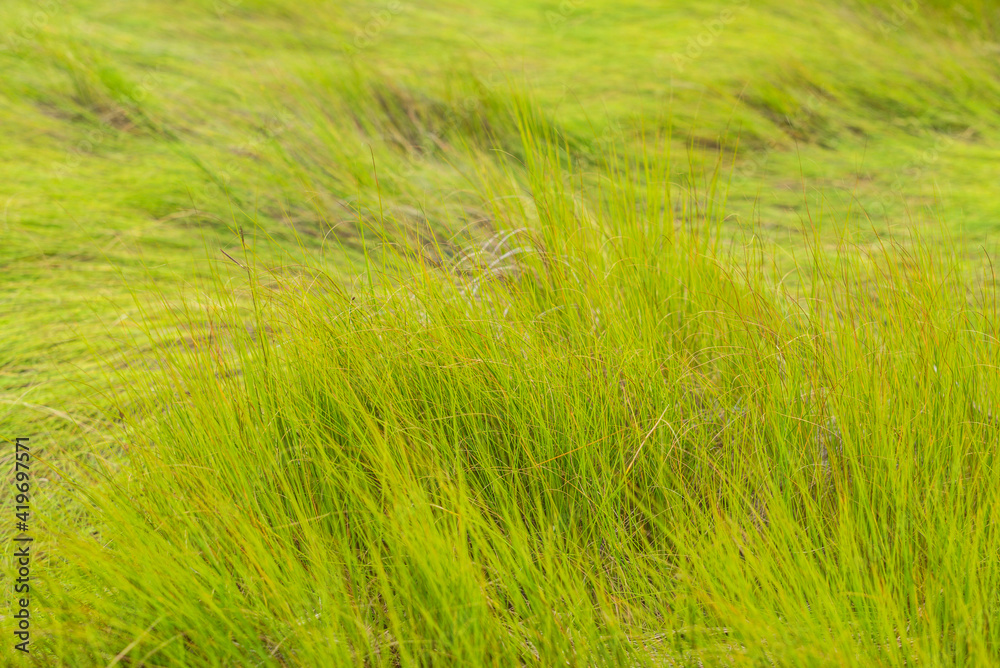 USA, Massachusetts, Cape Ann, Gloucester. Seagrass USA, Massachusetts, Cape Ann, Gloucester. Seagrass