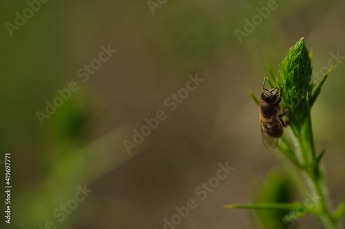 Bee in the foreground on a green plant. © Manuel
