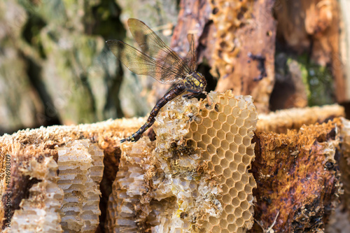 Dead and dried dragonfly on old wild broken honeycomb from inside of an old rotten tree, insect and wild nature concept 