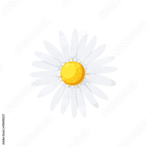 Vászonkép Daisy isolated realistic blooming chamomile icon