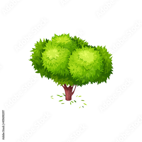 Tea tree with green fallen leaves isolated icon. Vector green tea plant, tree with bushy crone springtime or summer object. Natural essential oil tree, botanical citrus plant with tealeaves