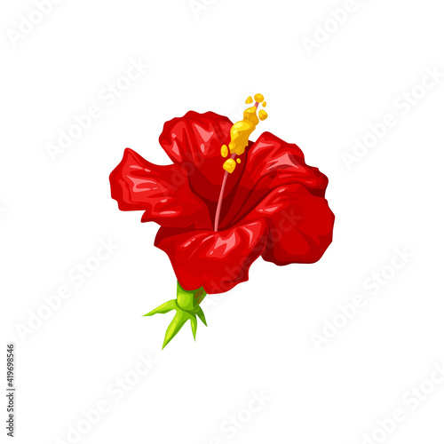 Hibiscus red blooming flower isolated herbal tea ingredient. Vector rose mallow, hardy rose of sharon, tropical hibiscus realistic design. Hibiscus rosa-sinensis ingredient of red hot drink