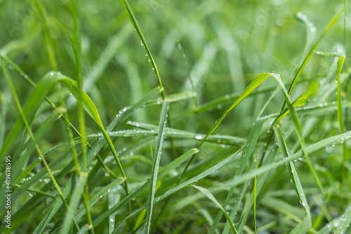 USA, Massachusetts, Cape Ann, Gloucester. Dew on grass