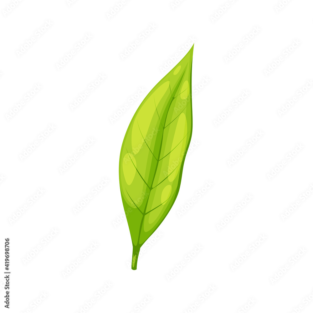 Black or green tea leaf isolated organic plant icon. Vector fresh greenery, springtime foliage with veins, vegetarian food ingredient. Herbal tea sprout, one leave natural aroma matcha tee Black or green tea leaf isolated organic plant icon. Vector fresh greenery, springtime foliage with veins, vegetarian food ingredient. Herbal tea sprout, one leave natural aroma matcha tee