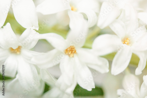 Close-up of white spring flowers. Floral background.