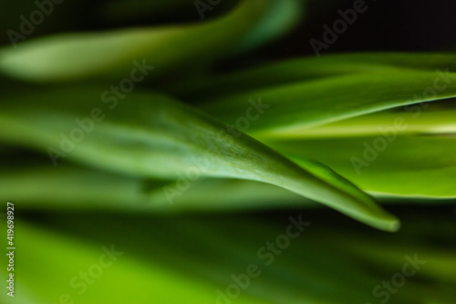 close up to texture of green leaf