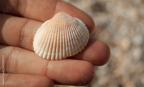 Seashell on a female palm. Close-up