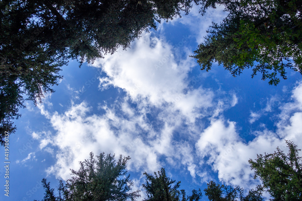 Sky and pine forest view from below Sky and pine forest view from below