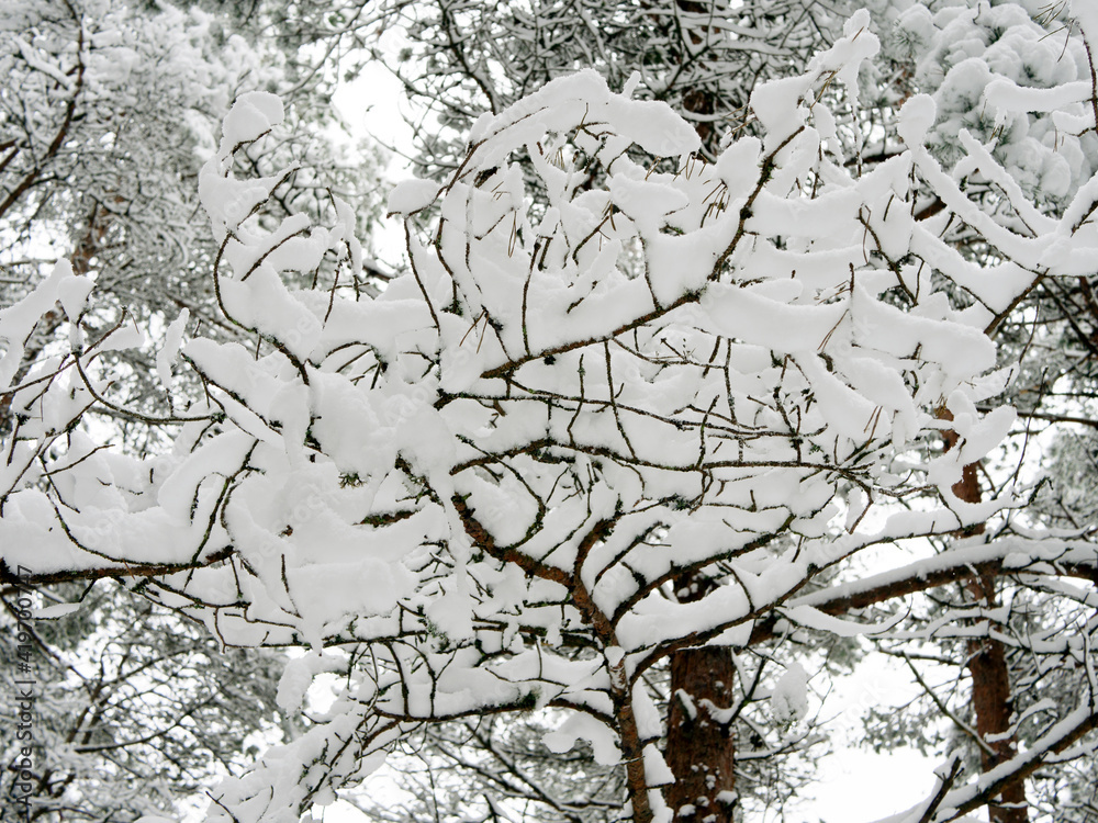 Obraz premium Road Among Snow Covered Trees In The Winter Forest. Landscape. Beautiful Winter Morning In A Snow Covered Pine Fore. January in a dense forest seasonal view. Image for wallpaper