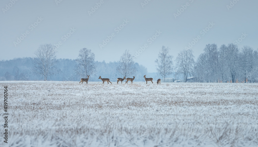 Deer family eating on a snowy crop field. Picturesque winter landscape with wildlife. Deer running away sensing danger.