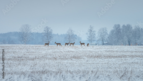 Obraz na płótnie Deer family eating on a snowy crop field. Picturesque winter landscape with wildlife. Deer running away sensing danger. w salonie