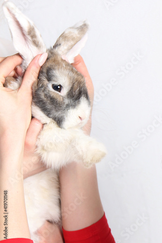 soft rabbit on your hands