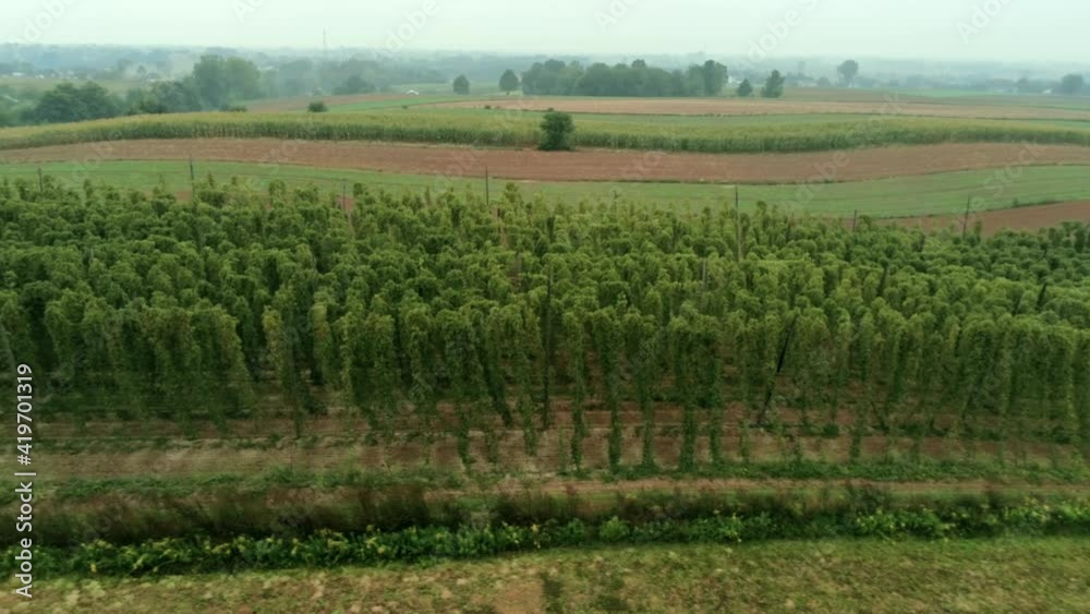 Aerial Agricultural Landscape with Humulus Hop Cultivation for Organic Beer Brewing Production. Green Rows of Bio Plants on Eco Rural Field in Countryside. 4K Natural Background Pan Wide Shot Aerial Agricultural Landscape with Humulus Hop Cultivation for Organic Beer Brewing Production. Green Rows of Bio Plants on Eco Rural Field in Countryside. 4K Natural Background Pan Wide Shot