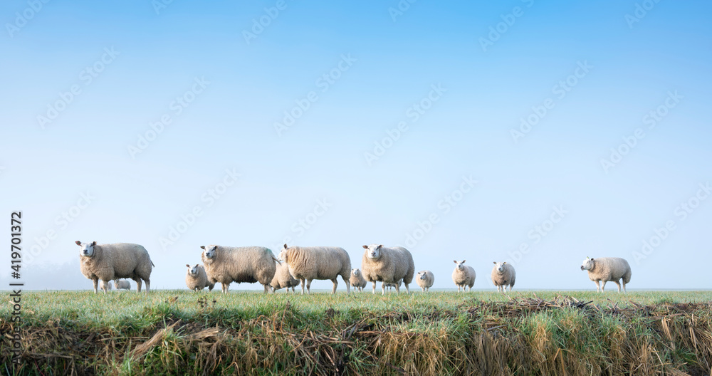 Fototapeta premium sheep in green meadow and canal in holland