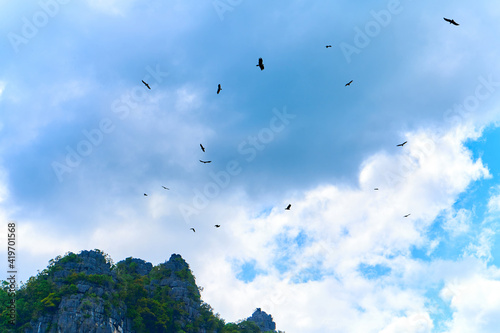 Valokuva Feeding eagles