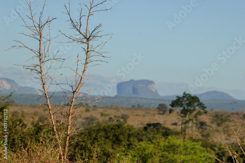 Dry plant in the Chapada Diamantina National Park with Pai Inacio Hill in the background, Bahia State, Brazil on June 8, 2007. photo