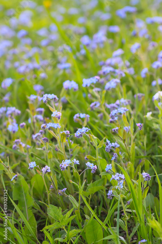 Forget me not plants. Small flowers blooming in spring garden.