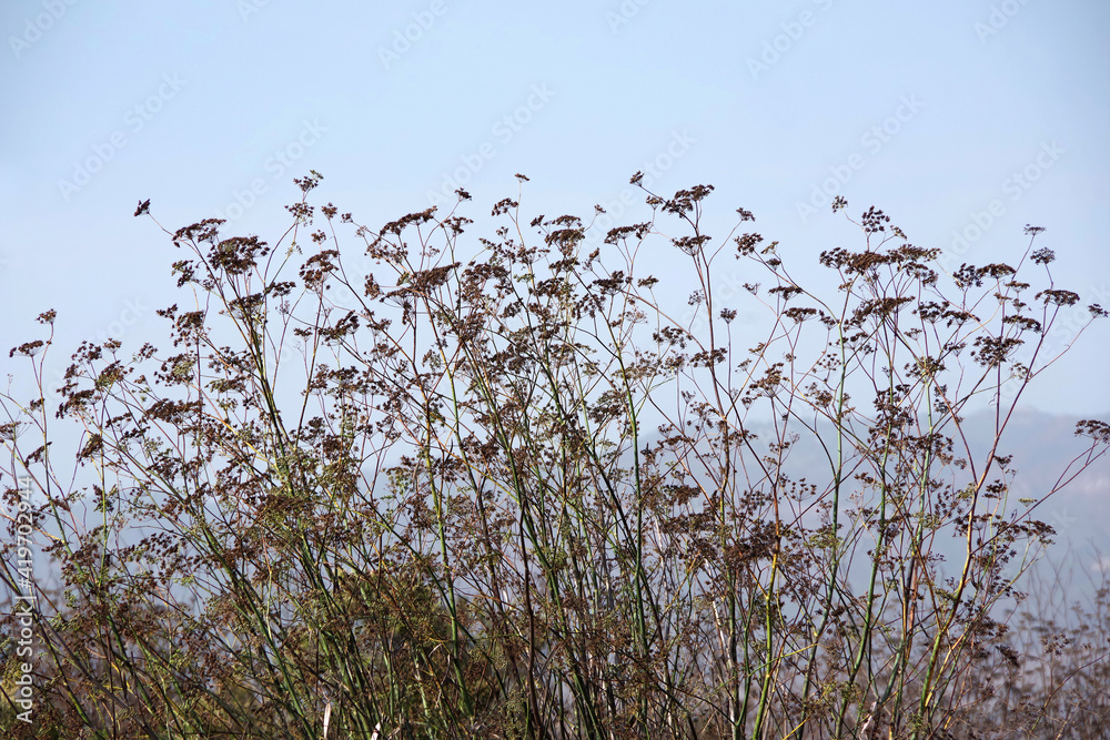 Fresh green and and some dry brown golden yarrow plants on a hillside in California with a mountain range in back Fresh green and and some dry brown golden yarrow plants on a hillside in California with a mountain range in back