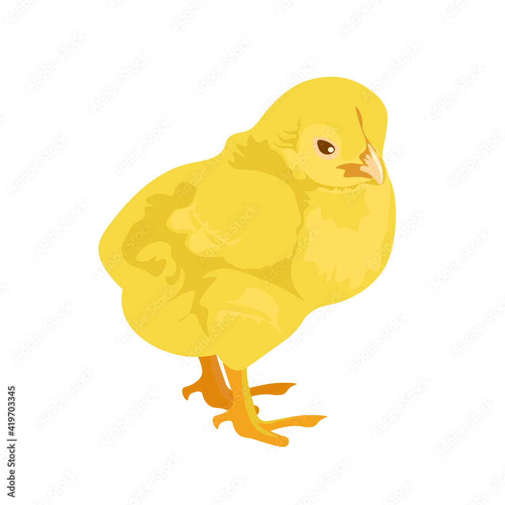 Small yellow chicken isolated on white background: vector image. Easter holiday. farm animals concept Small yellow chicken isolated on white background: vector image. Easter holiday. farm animals concept