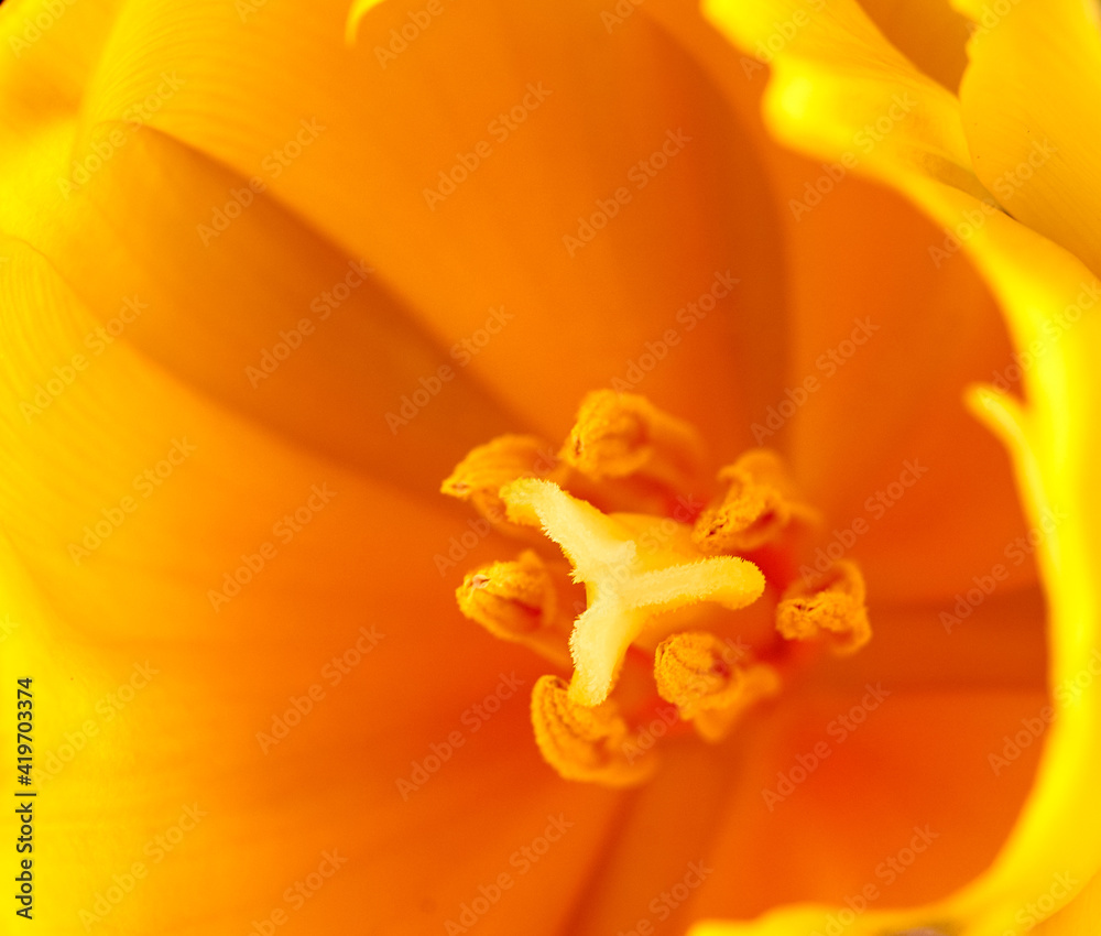 flowers tulips stand on a beautiful background flowers tulips stand on a beautiful background
