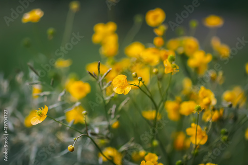 Ranunculus arvensis yellow flowers. Corn buttercup flowers plants on spring meadow.