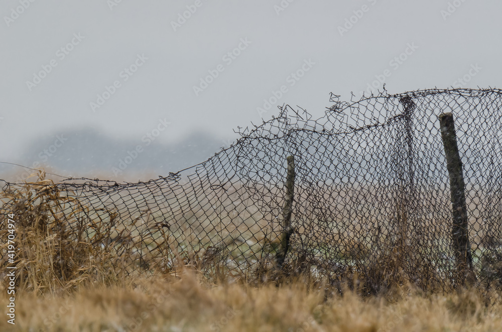 OLD METALIC MESH - Fence in the pasture and falling snow
OLD METALIC MESH - Fence in the pasture and falling snow