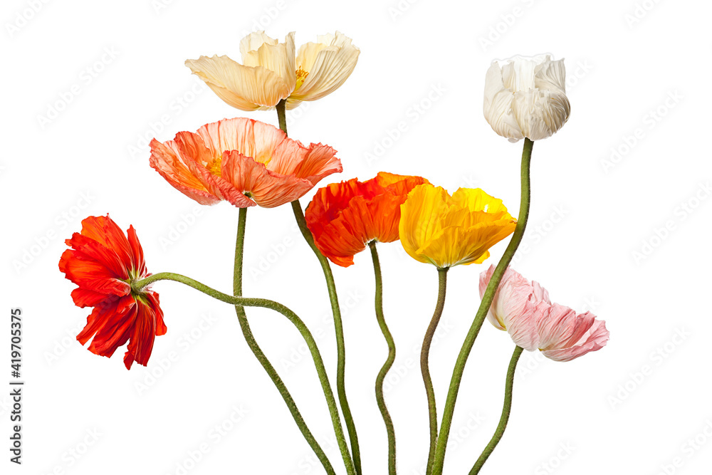 Naklejka premium Bunter Island Mohnblumen Strauß