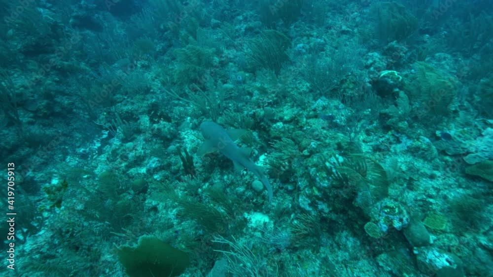 Slow Motion Pan: Nurse Shark Swimming Over Coral Reef In Ocean Slow Motion Pan: Nurse Shark Swimming Over Coral Reef In Ocean