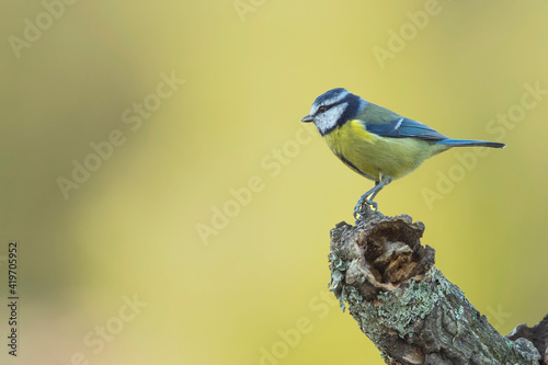 Chapim-azul, ave muito difundida e comum; desde àreas temperadas a subarticas da Europa e Ásia ocidental photo