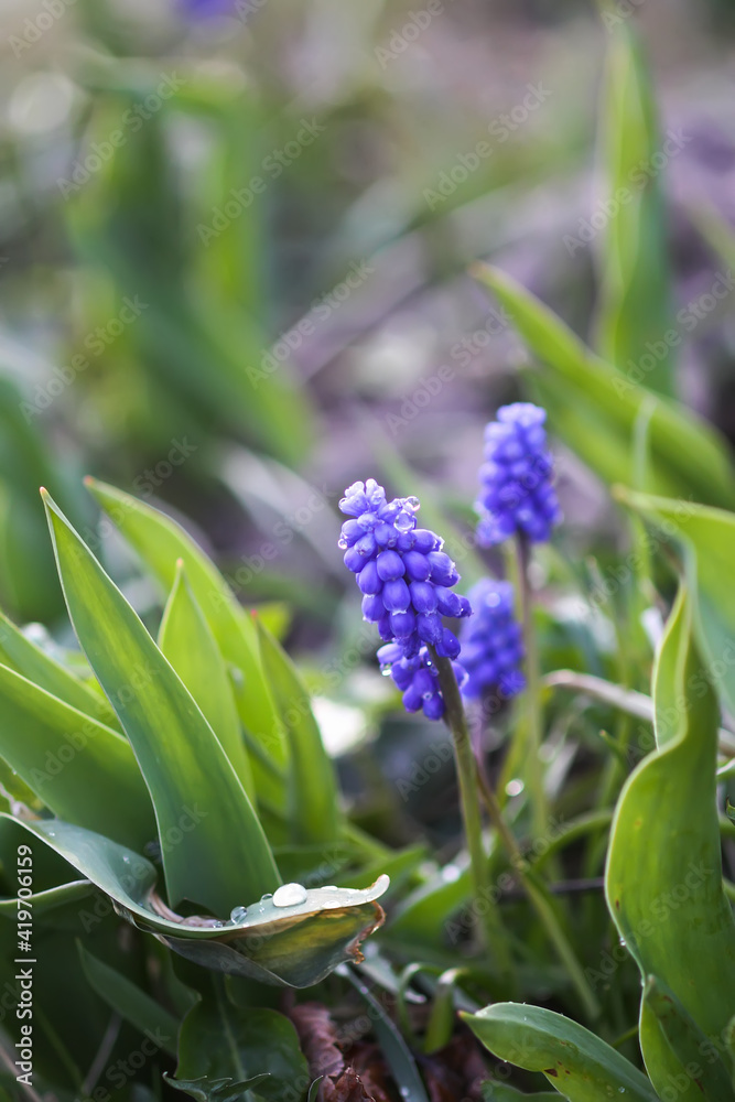 Fototapeta premium Blue muscari flowers. Mouse hyacinth plant.