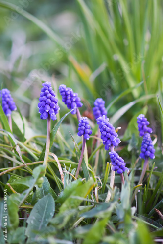 Blue muscari flowers. Mouse hyacinth plant.