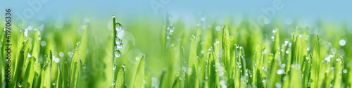 Wet spring green grass background with dew lawn natural. beautiful water drop sparkle in sun on leaf in sunlight, image of purity and freshness of nature, copy space. macro. shallow DOF. panorama