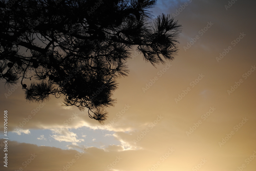 sky with clouds and tree silhouette