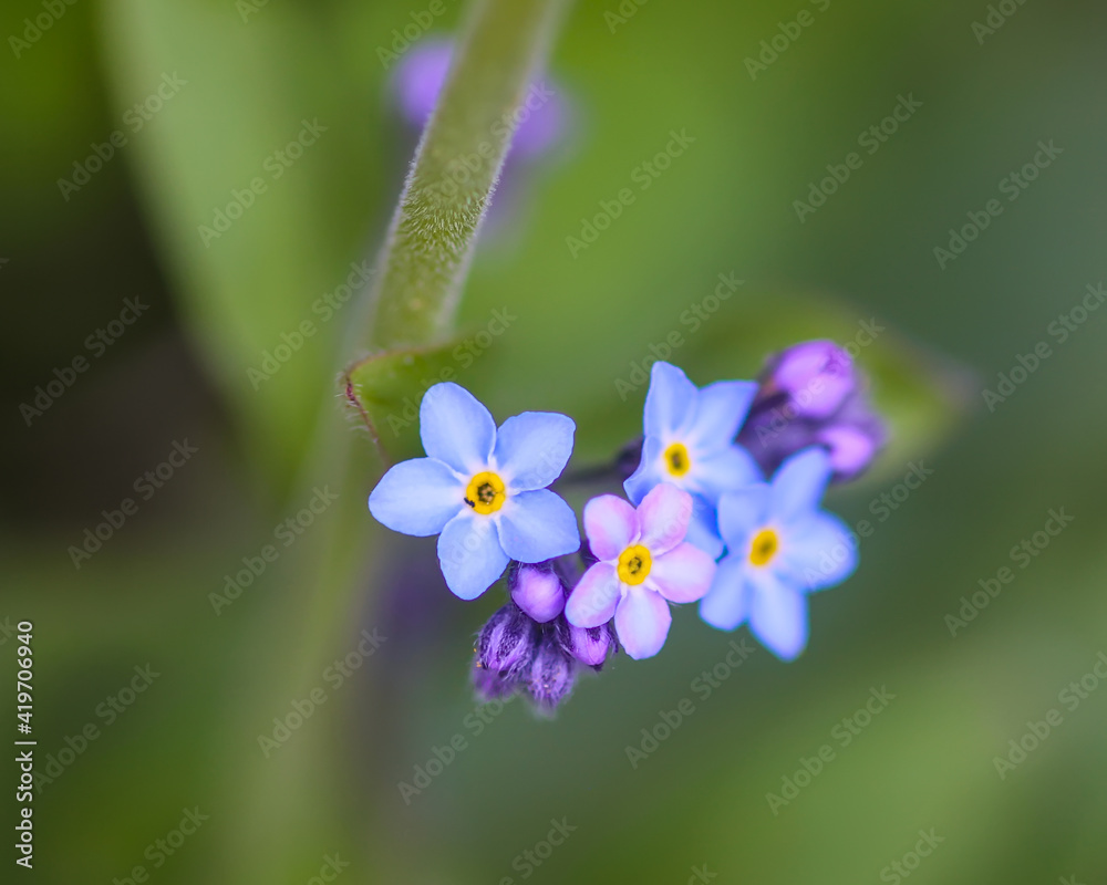 Forget me not plants. Small flowers blooming in spring garden. Forget me not plants. Small flowers blooming in spring garden.