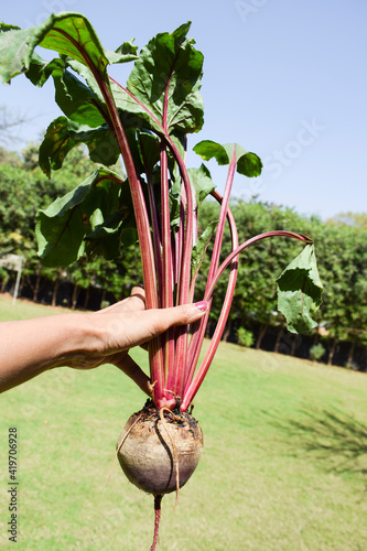 Female holding hoemgrown vegetable Beetroot veggie. Fresh organic vegetable in natural environment outdoor background. Indian asian vegetables photo