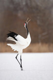 The Red-crowned crane, Grus japonensis The crane is dancing in beautiful artick winter environment Japan Hokkaido Wildlife scene from Asia nature.