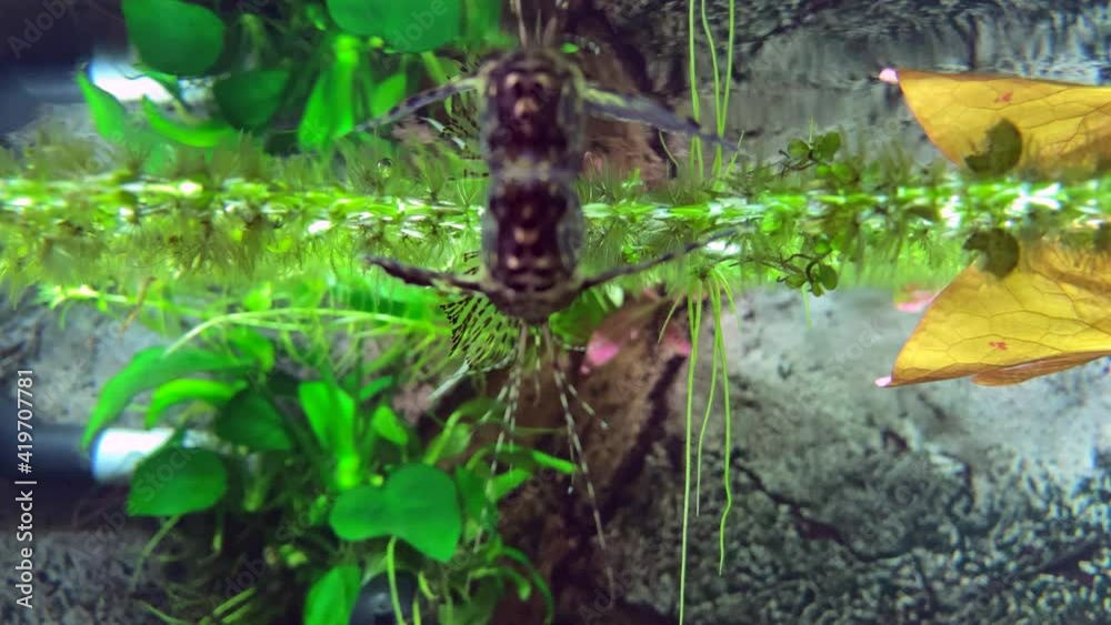 African Butterfly Fish. Beautiful butterfly fish swimming in aquarium. Freshwater butterfly fish African Butterfly Fish. Beautiful butterfly fish swimming in aquarium. Freshwater butterfly fish