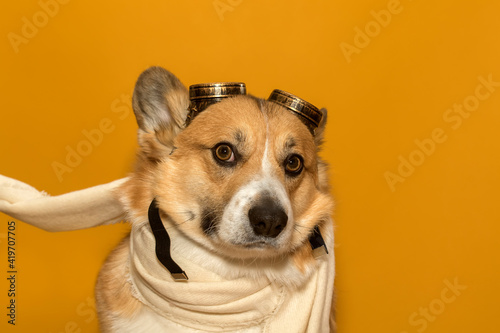 portrait of a funny corgi dog puppy with big ears on a yellow isolated background in the image of a pilot with glasses and a scarf