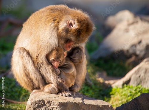 monkey tenderly holding her baby © Tammi Mild
