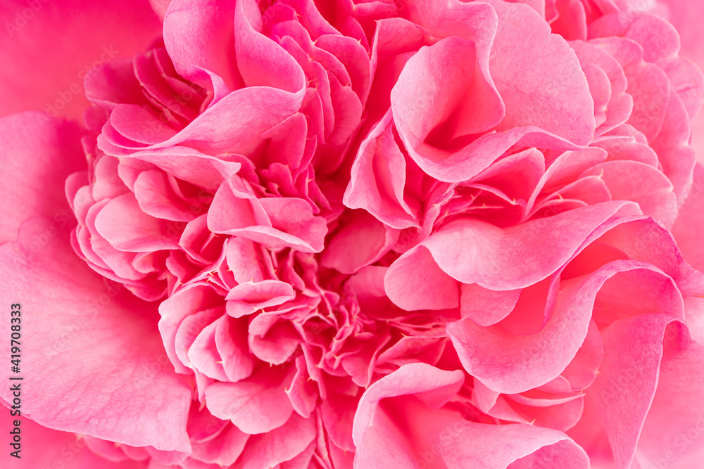 Obraz premium Macro shot of a beautiful pink camellia. Flower background