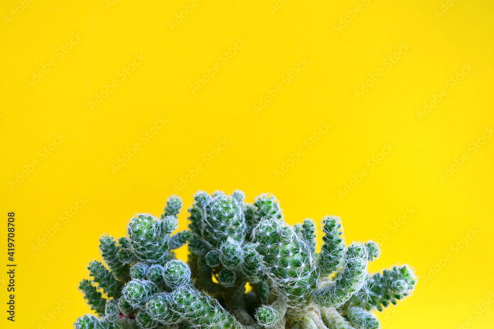 Green cactus with needles on a yellow background Green cactus with needles on a yellow background