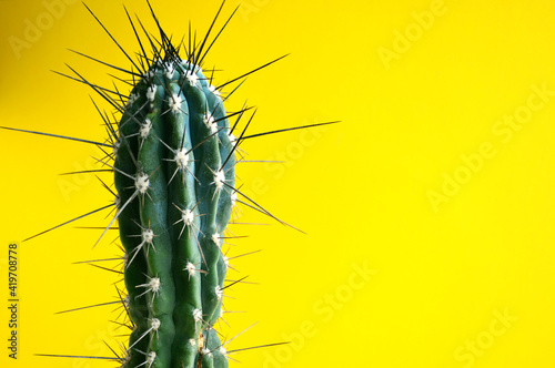 Green cactus with needles on a yellow background