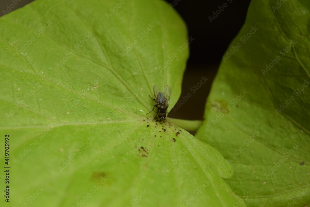 A fly on a leaf of a houseplant. A fly on a leaf of a houseplant.