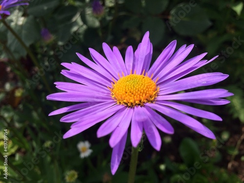 Purple Chamomile