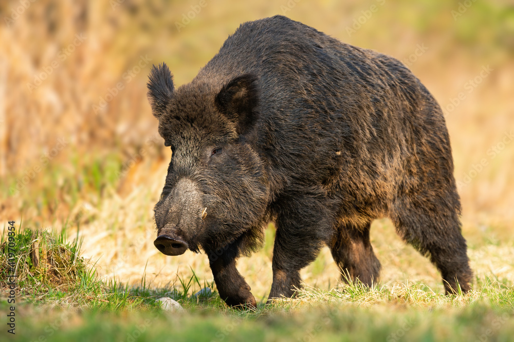 Dangerous wild boar, sus scrofa, approaching from front on glade in springtime. Threatening wild mammal with long tusks coming forward on meadow from front. Strong animal walking on green grass. Dangerous wild boar, sus scrofa, approaching from front on glade in springtime. Threatening wild mammal with long tusks coming forward on meadow from front. Strong animal walking on green grass.