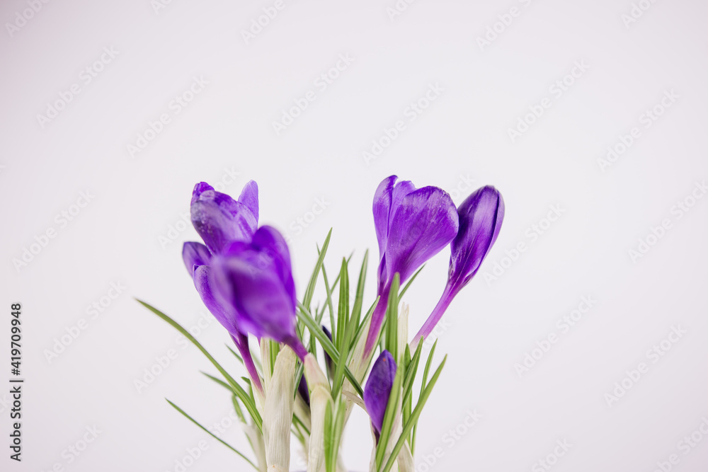 lilac crocus on a white background in spring blooms