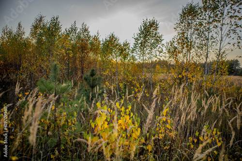 autumn landscape with grass