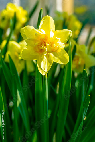 Fototapeta Naklejka Na Ścianę i Meble -  Yellow Daffodil, green grass. Spring, isolated flower. Easter.