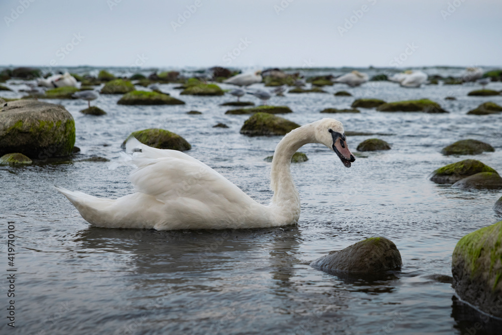 Fototapeta premium Angry swan